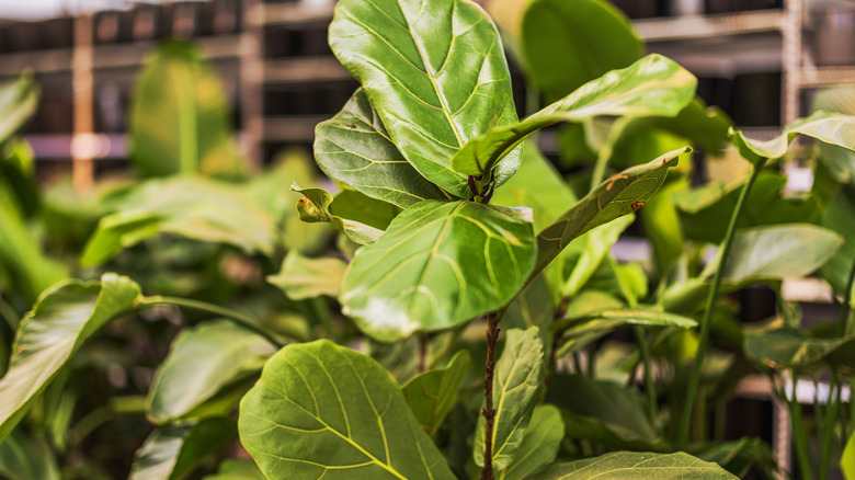 Close up of fiddle leaf fig plant