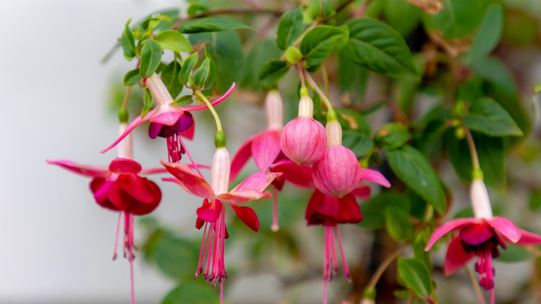 Close up of potted indoor fuchsia plant