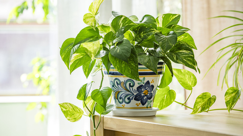Close-up of potted pothos house plant