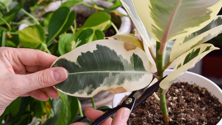 Close-up of person pruning rubber plant leaves