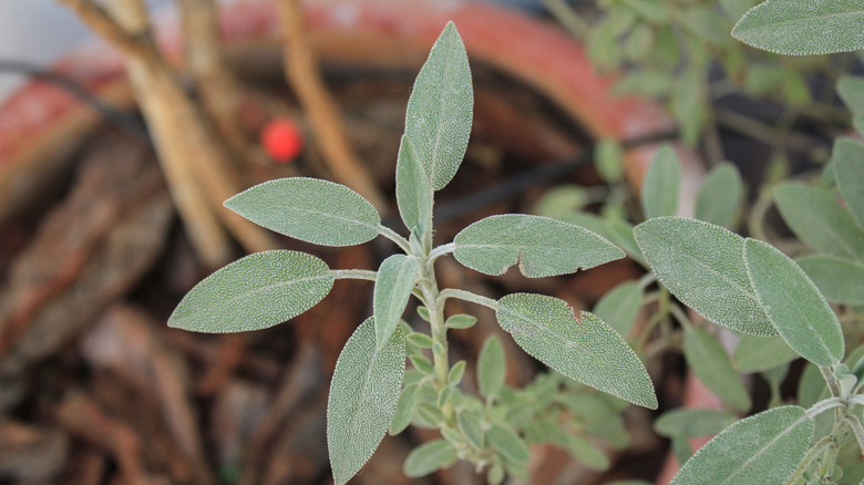 Close-up of sage plant leaves