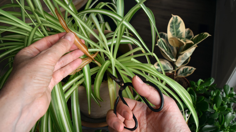 Close up of person trimming indoor spider plant
