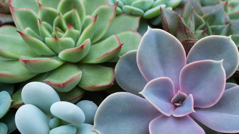 Close up of succulents