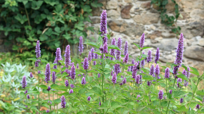 Purple hyssop anise growing in a field