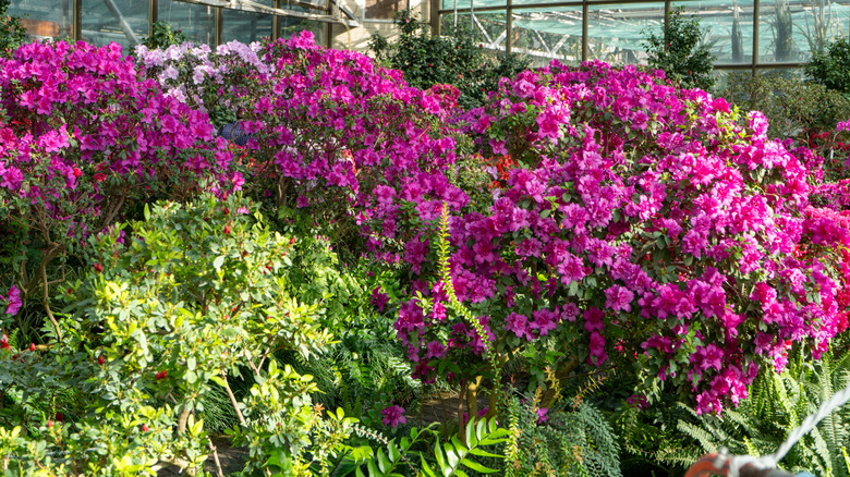 A blooming azalea bush