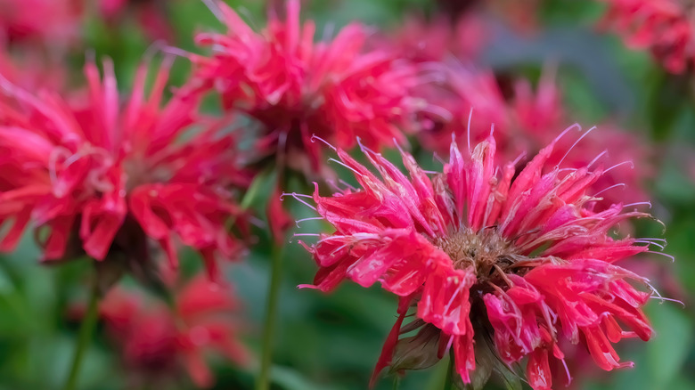 Purple beebalm growing in a garden