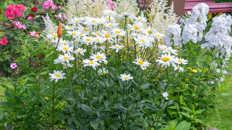 White daisies blooming in a garden