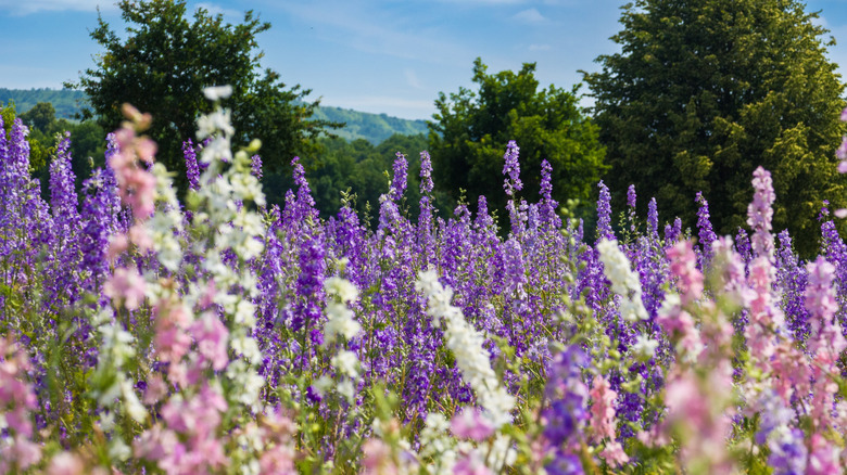 Purple, white, and pink delphiniums