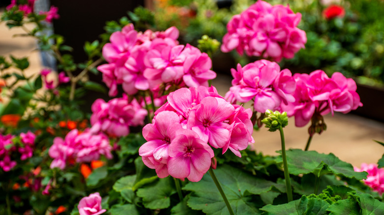 Pink geraniums in a garden