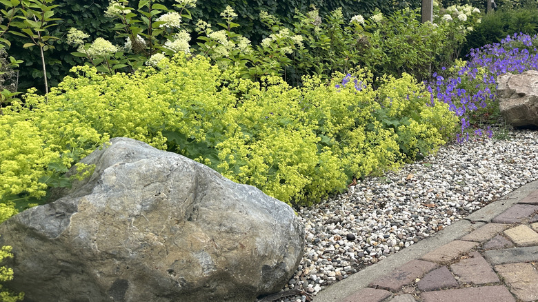 Lady's mantle flowers blooming in a garden