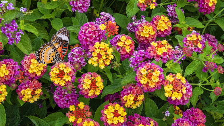 Pink and yellow lantanas with a butterfly