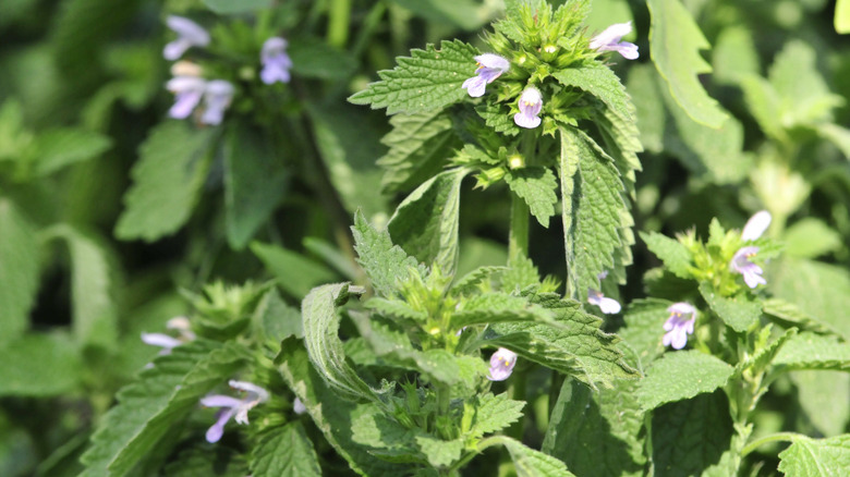 A lemon balm plant in bloom