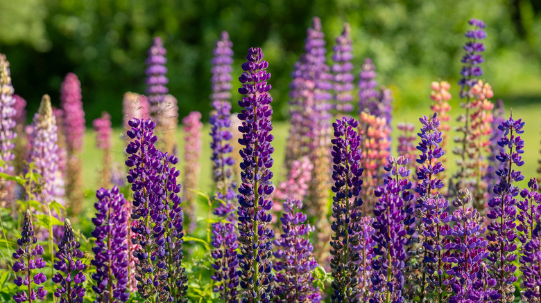 Lupines growing in a field