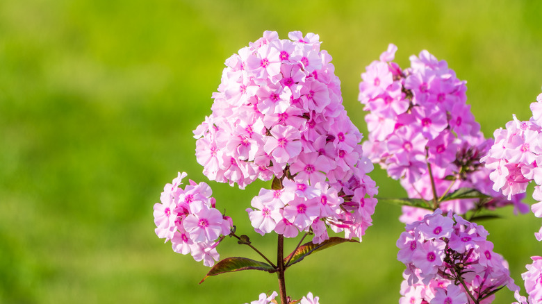 Pink phlox flowers