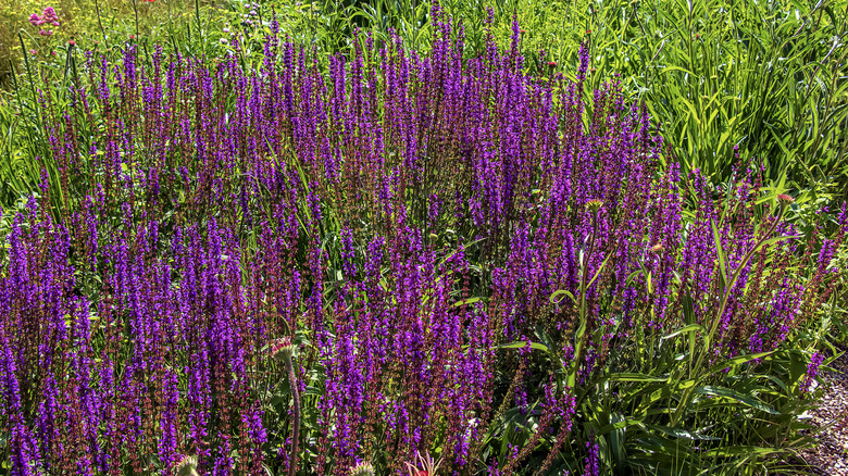 Purple salvias in a garden
