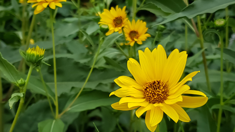 Perennial sunflowers in bloom