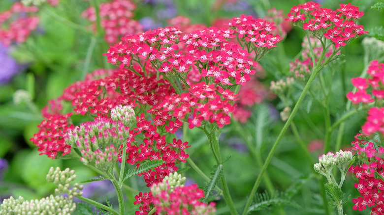 Pink yarrow in bloom