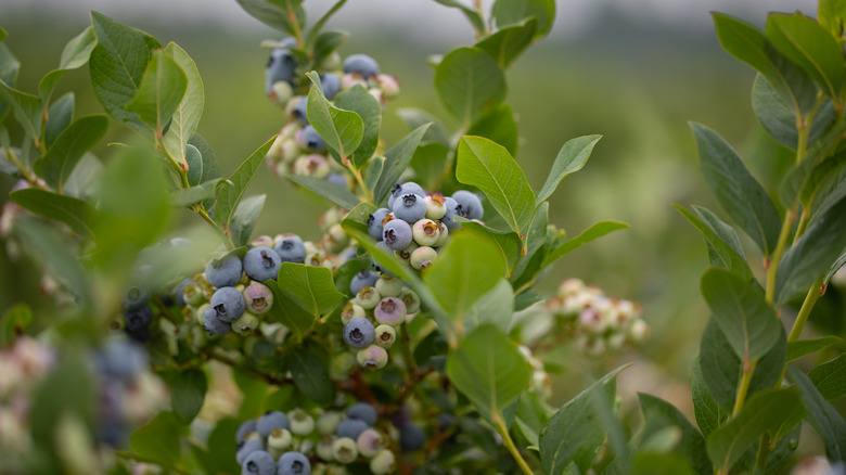 Blueberries growing on shrub