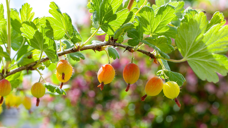Gooseberries on a shrub with lovely green leaves