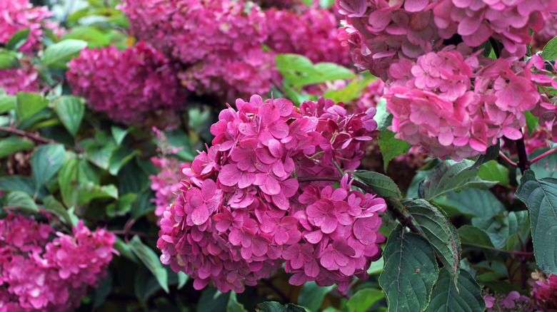 A closeup of stunning pink hydrangea blooms