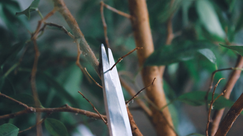 A closeup of shears pruning a shrub