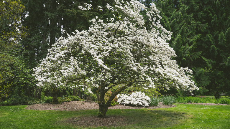 A large serviceberry shrub in full bloom with snow-white flowers