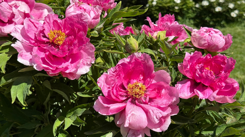 A close up of pink tree peony flowers