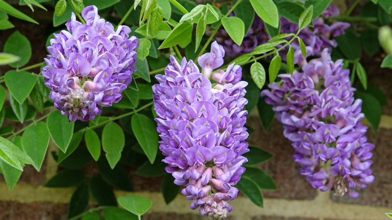 A closeup of the gorgeous purple blooms of the American wisteria