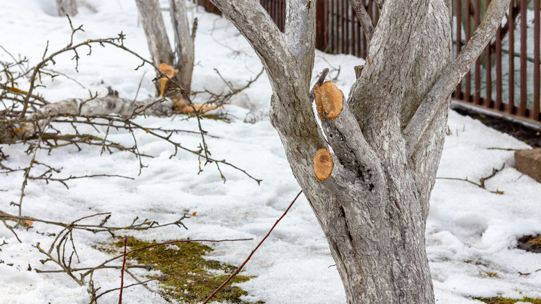Apple trees in the winter garden with cut branches.