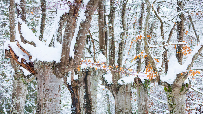 Pruned beech trees in a beech forest