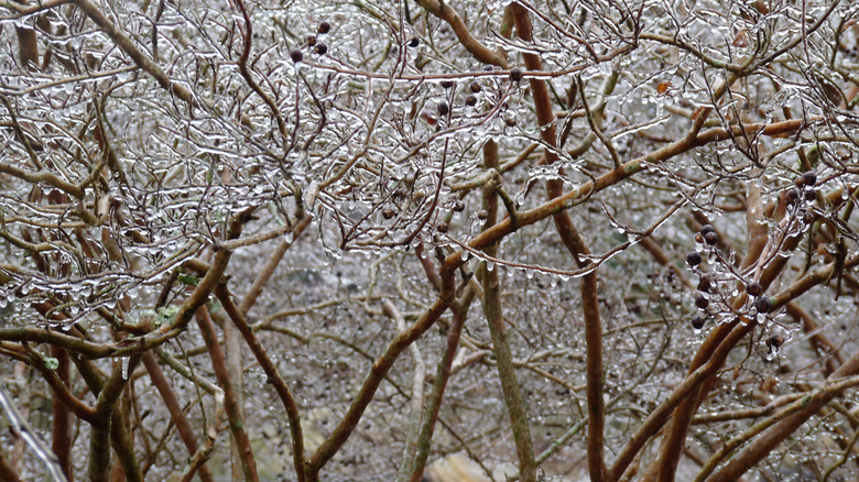 Ice storm, freezing rain on crape myrtle tree branches