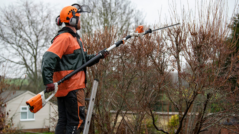 Gardener wearing safety equipment trimming a dogwood tree on a wet day in winter.