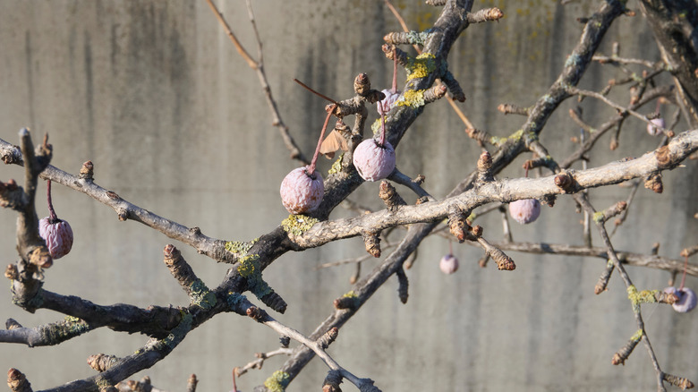 Close-up of ginkgo biloba tree in winter season