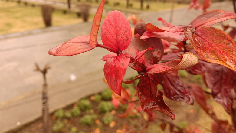 Vaccinium corymbosum, the northern highbush blueberry in winter season