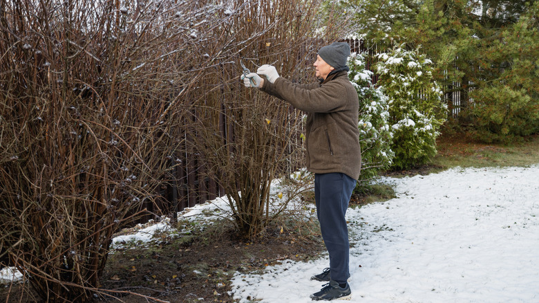 Person pruning winter bushes outdoors.