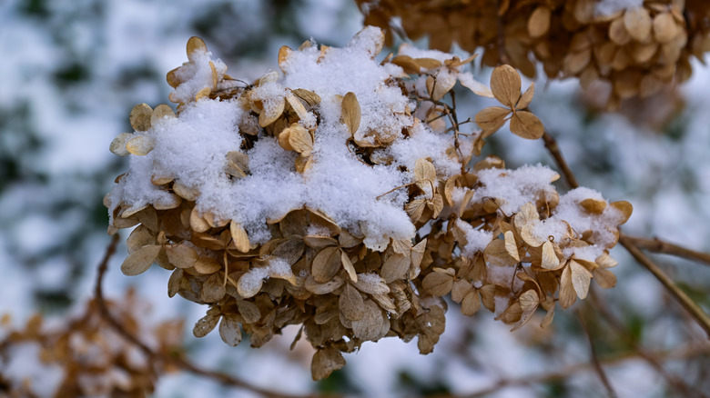 Hydrangea paniculata, first snow covered dry inflorescences in winter in Princeton University Park