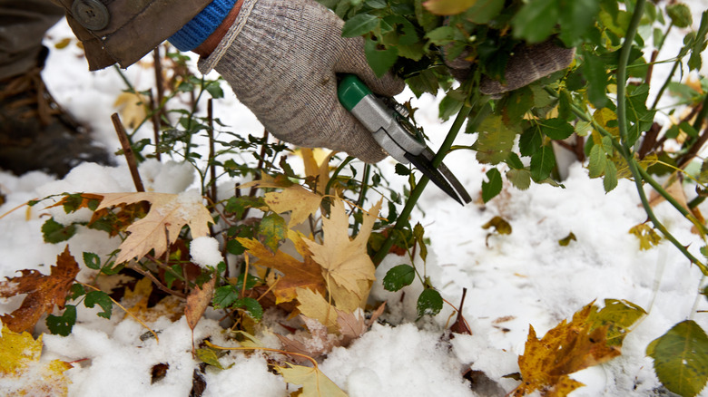 Pruning roses in the snow
