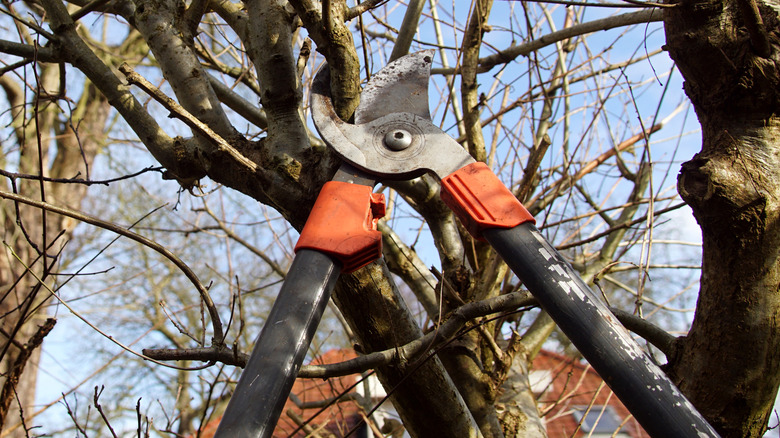 Close-up of a lopper and branch of an oak, that will be cut off at the end of the winter in a garden