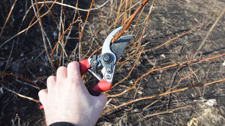 Gardener cutting Rubus idaeus (raspberry, also called red raspberry