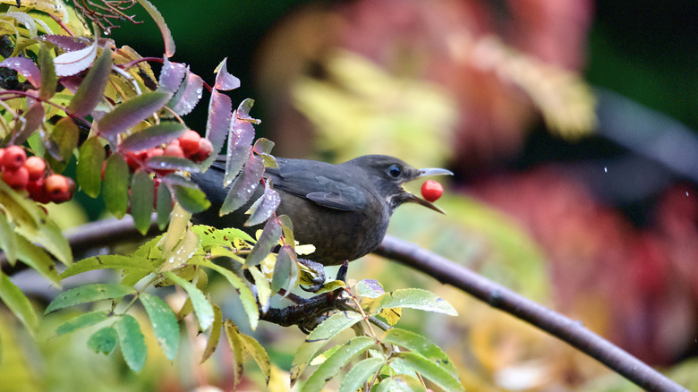 Blackbird with a berry from the American mountain ash tree in its beak