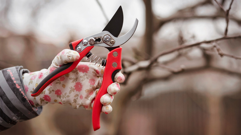 A gloved hand holding red pruning shears