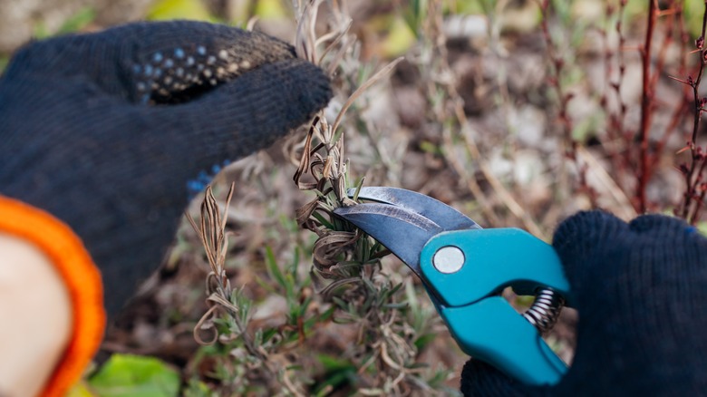 person pruning an old plant