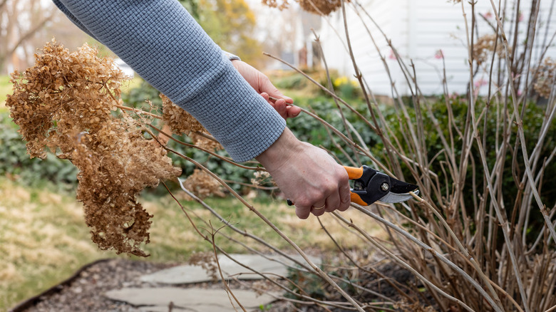 A person pruning a shrub in the winter
