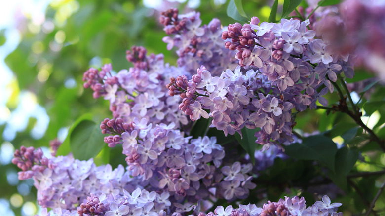 A lilac bush with purple flowers and buds
