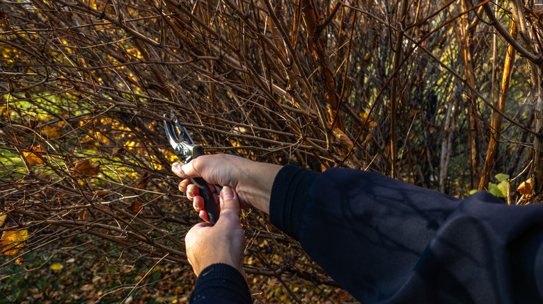 A pair of hands prune a leafless shrub.
