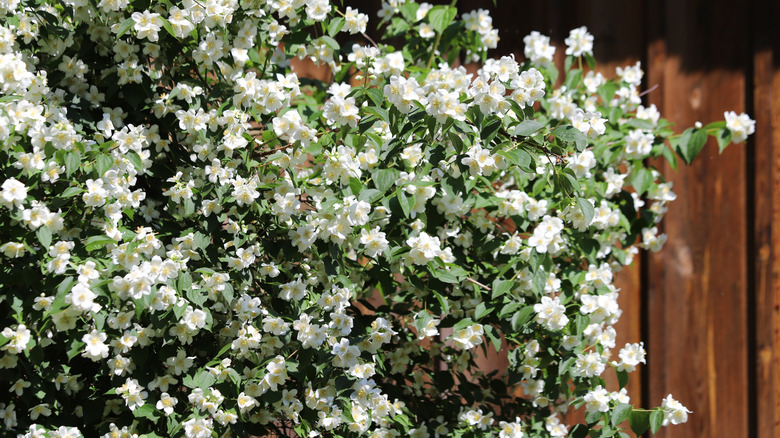 A mock orange shrub is in full bloom in summer.