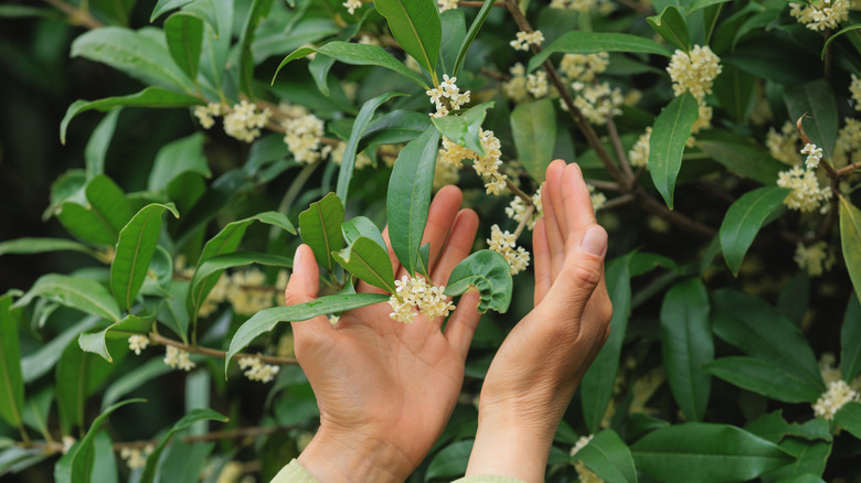 A gardener clasps their hands around the flowering branch of a tea olive shrub.