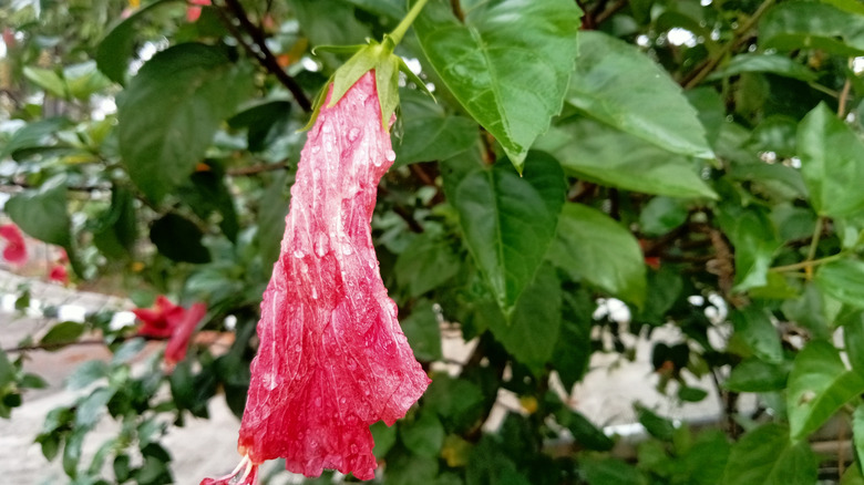A wilted hibiscus flower still on the plant