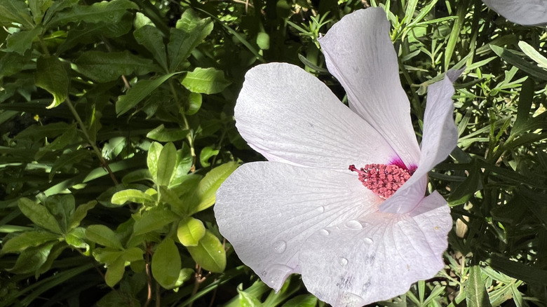 A stunning white hibiscus flower in dappled sunlight, surrounded by green foliage