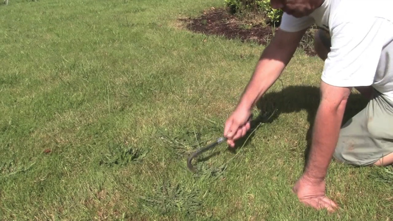 Person working on removing weeds from lawn with a crowbar next to a bucket